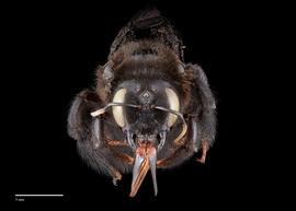   Xylocopa  nbsp;  violacea, female, face, habitus, photo: Colleen Meidt  
